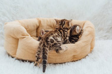 Kedilerin yastığında yatan sevimli Bengal kedilerinin yakın çekim yüzleri.