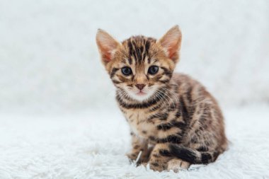Bir aylık sevimli Bengal kedisi, beyaz bir battaniyenin üzerinde..