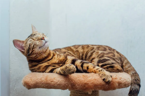 猫の家の柔らかい猫の棚の上に寝そべっている若いかわいい優しい猫屋内 — ストック写真