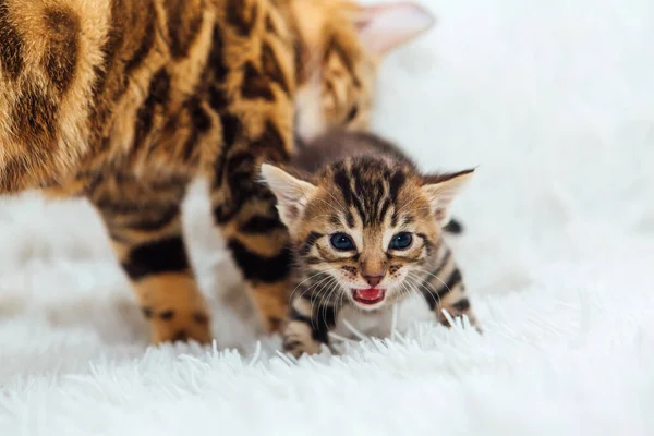 Cute Bengal One Month Old Kitten White Fury Blanket Close — Stock Photo, Image