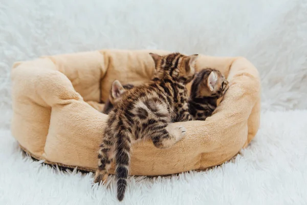 Kedilerin yastığında yatan sevimli Bengal kedilerinin yakın çekim yüzleri.