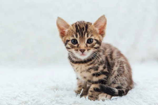 Cute Bengal One Month Old Kitten White Fury Blanket Close — Stock Photo, Image