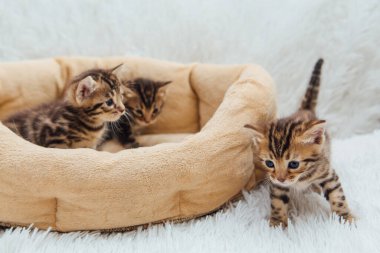 Kedilerin yastığında yatan sevimli Bengal kedilerinin yakın çekim yüzleri.