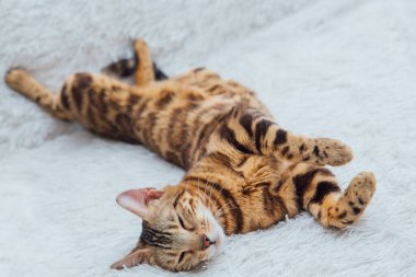 Bengal kedisi, beyaz hiddetli battaniyenin üzerinde uzanıyor.