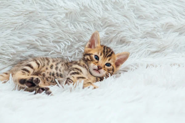 Cute Bengal One Month Old Kitten White Fury Blanket Close — Stock Photo, Image