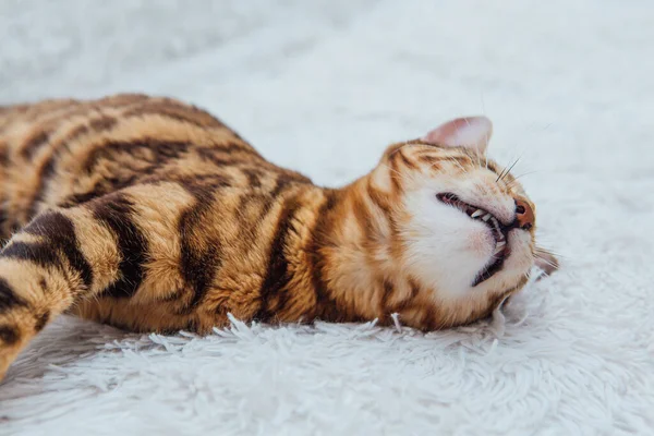 Bengalisk Katt Som Ligger Den Vita Rasande Filten Inomhus — Stockfoto