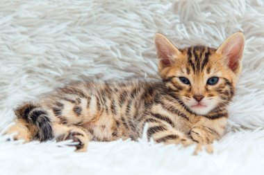 Bir aylık sevimli Bengal kedisi, beyaz bir battaniyenin üzerinde..
