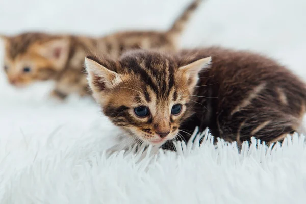 Cute Marble Bengal One Month Old Kitten White Fury Blanket — Stock Photo, Image