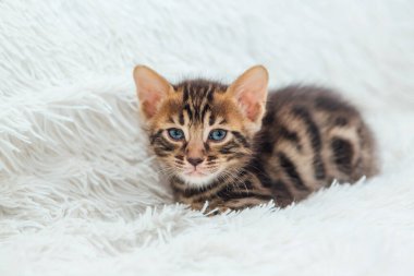 Kürklü beyaz bir battaniyenin üzerinde oturan sevimli koyu gri kömür uzun saçlı bengal kedi yavrusu..