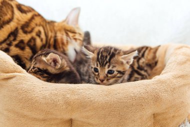 Kedilerin yastığında yatan sevimli Bengal kedilerinin yakın çekim yüzleri.
