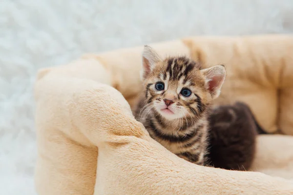 Closee Gezicht Van Schattig Bengal Een Maand Oud Kitten Leggen — Stockfoto