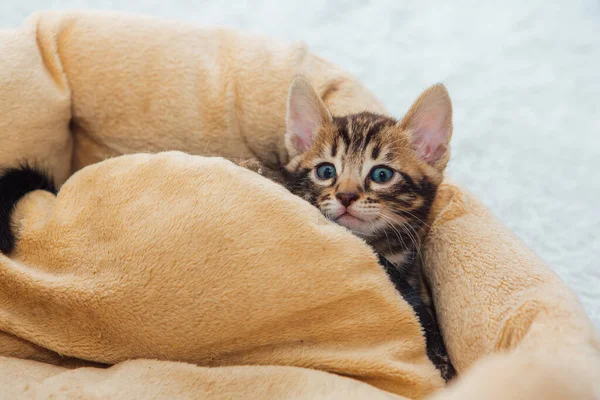 Closee Rosto Bengala Bonito Mês Idade Gatinho Que Coloca Travesseiro — Fotografia de Stock