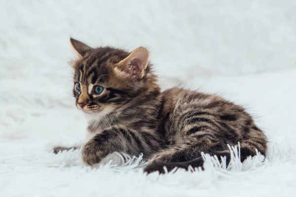 Cute Cinza Escuro Carvão Cabelos Compridos Bengala Gatinho Sentado Cobertor — Fotografia de Stock