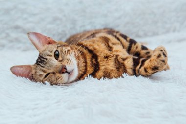 Bengal kedisi, beyaz hiddetli battaniyenin üzerinde uzanıyor.