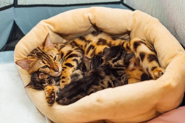 Adorable Bengala Dorada Madre Gato Alimenta Sus Pequeños Gatitos Con — Foto de Stock