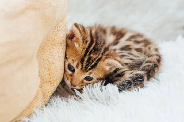 Schattig Bengal Een Maand Oud Kitten Witte Furie Deken Close — Stockfoto