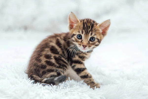 Милий Бенгальський Одномісячний Кошеня Білій Лютої Ковдрі Крупним Планом — стокове фото