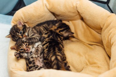 Bengal 'in yakın plan yüzü bir aylık yavru kediler yastığın üzerinde yatıyor. Boşluğu kopyala.