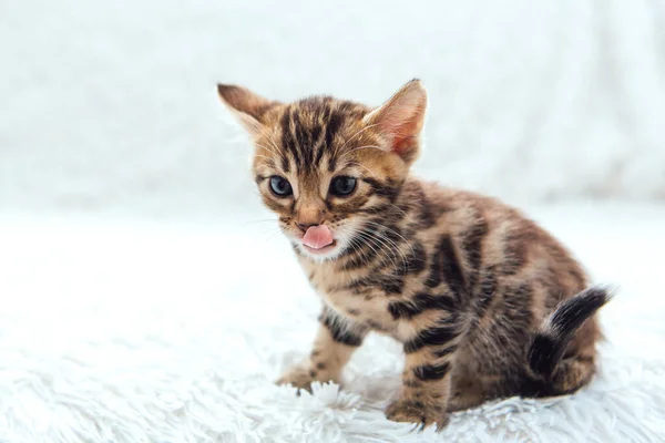 Schattig Bengal Een Maand Oud Kitten Witte Furie Deken Close — Stockfoto