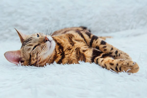 Bengal Kitty Cat Laying White Fury Blanket Indoors — Stock Photo, Image