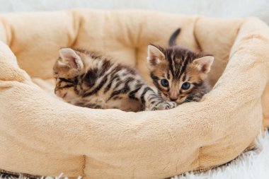 Kedilerin yastığında yatan sevimli Bengal kedilerinin yakın çekim yüzleri.