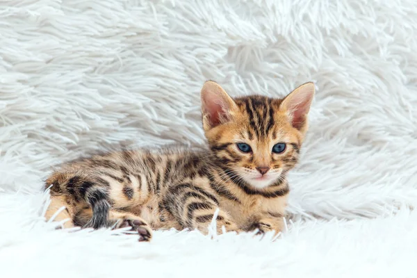 Schattig Bengal Een Maand Oud Kitten Witte Furie Deken Close — Stockfoto