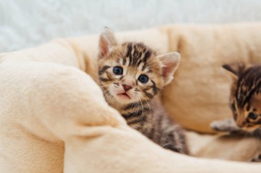 Şirin Bengal 'in yakın plan yüzü. Bir aylık kedi yavrusu, kedinin yastığında yatıyor.