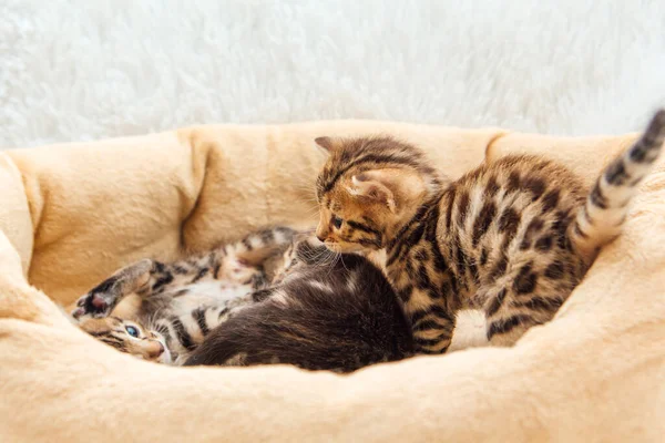 Rostros Cercanos Lindos Gatitos Mes Edad Acostados Almohada Del Gato — Foto de Stock