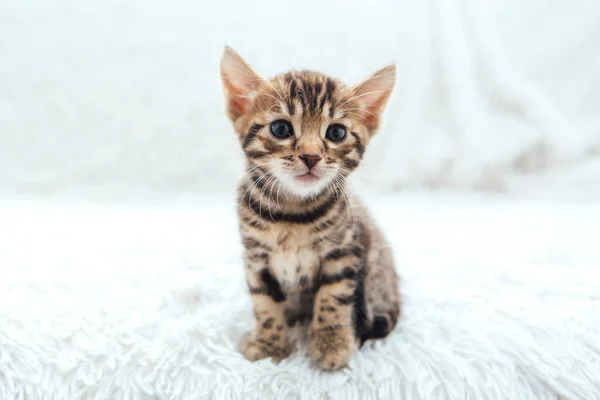 Lindo Bengala Mes Viejo Gatito Blanco Furia Manta Primer Plano —  Fotos de Stock