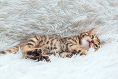Bir aylık sevimli Bengal kedisi, beyaz bir battaniyenin üzerinde..