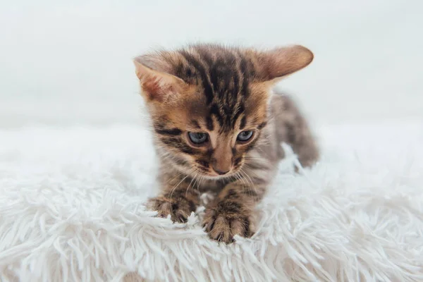 Cute Dark Grey Charcoal Long Haired Bengal Kitten Sitting Furry — Stock Photo, Image