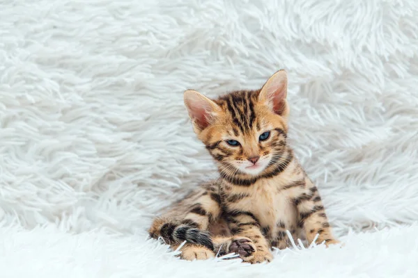 Cute Bengal One Month Old Kitten White Fury Blanket Close — Stock Photo, Image