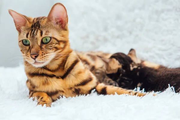 Förtjusande Gyllene Bengalisk Mor Katt Som Låg Med Sina Små — Stockfoto