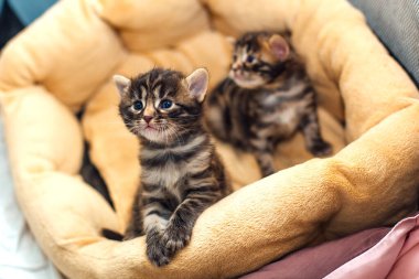 Bir aylık iki Bengal kedisi kedinin yastığında yatıyor..