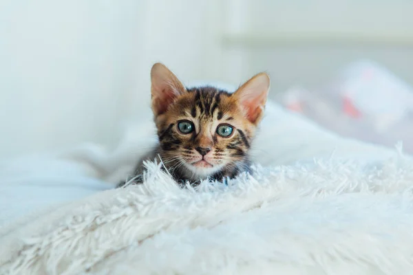 Leuke Donkergrijze Houtskool Kortharige Bengaalse Kitten Een Harige Witte Deken — Stockfoto