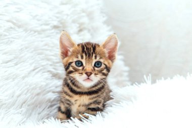 Beyaz hiddetli battaniyenin üzerinde Bengal kedisi