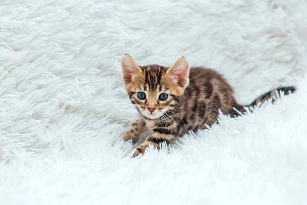 Kleine bengaalse kitten op de witte furieuze deken — Stockfoto