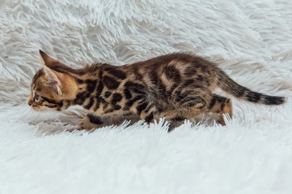 Pequeno gatinho de bengala no cobertor de fúria branca — Fotografia de Stock