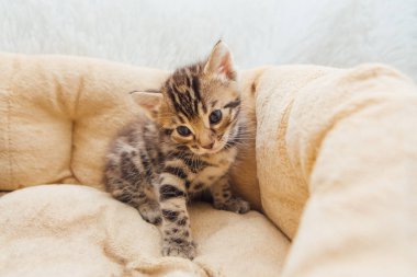 Şirin Bengal 'in yakın plan yüzü. Bir aylık kedi yavrusu, kedinin yastığında yatıyor.