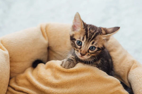 Closee Gezicht Van Schattig Bengal Een Maand Oud Kitten Leggen — Stockfoto