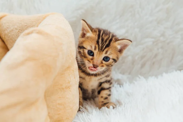 Schattig Bengal Een Maand Oud Kitten Witte Furie Deken Close — Stockfoto