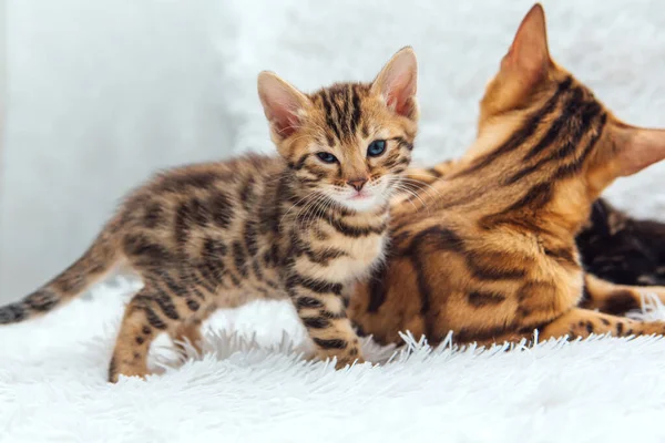 Niedliche Bengal Einen Monat Alte Kätzchen Auf Der Weißen Furie — Stockfoto