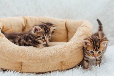 Kedilerin yastığında yatan sevimli Bengal kedilerinin yakın çekim yüzleri.