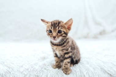 Bir aylık sevimli Bengal kedisi, beyaz bir battaniyenin üzerinde..