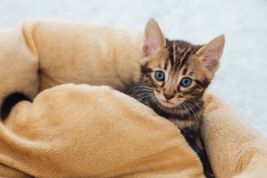Şirin Bengal 'in yakın plan yüzü. Bir aylık kedi yavrusu, kedinin yastığında yatıyor.
