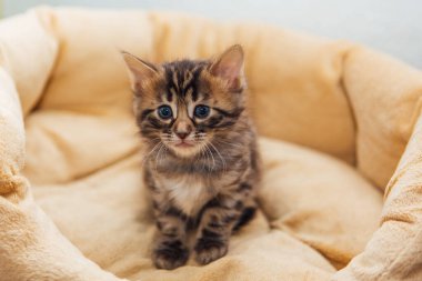 Şirin Bengal 'in yakın plan yüzü. Bir aylık kedi yavrusu, kedinin yastığında yatıyor.