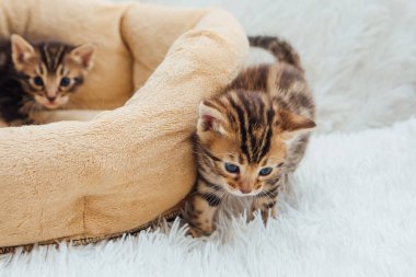 Bir aylık sevimli Bengal kedisi, beyaz bir battaniyenin üzerinde..