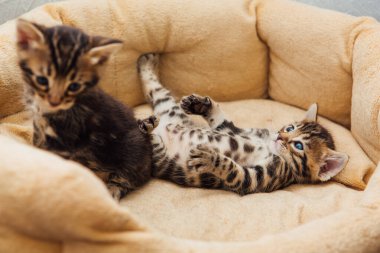 Kedilerin yastığında yatan sevimli Bengal kedilerinin yakın çekim yüzleri.