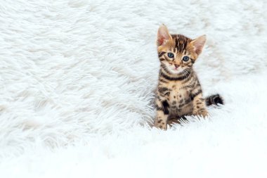 Bir aylık sevimli Bengal kedisi, beyaz bir battaniyenin üzerinde..