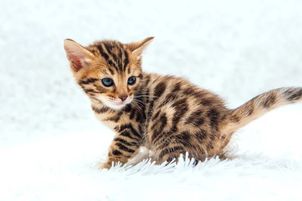 Cute Bengal One Month Old Kitten White Fury Blanket Close — Stock Photo, Image